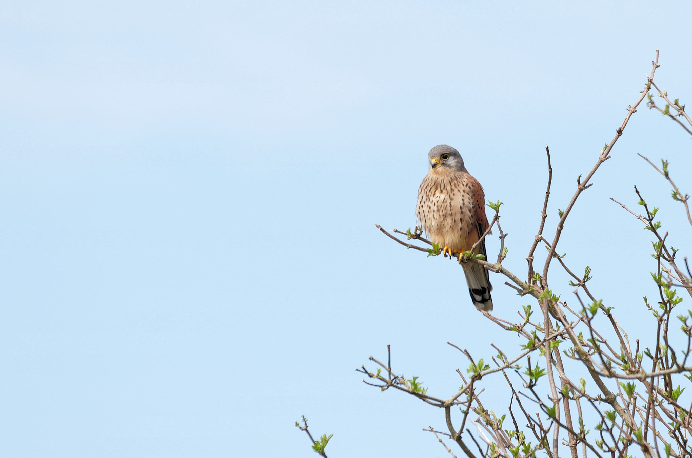 un faucon crécerelle, un oiseau parmi la biodiversité de la ferme